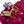 KNOTTY - Fucsia